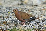 Zenaida Dove